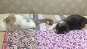 莎木1+2